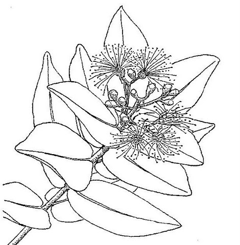 Syzygium cordatum Syzygium cordatum