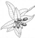 Syzygium cordatum