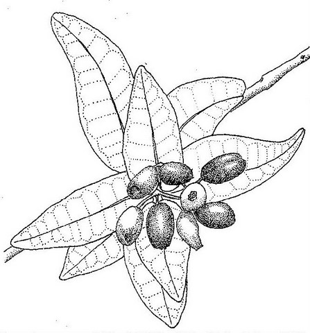 Syzygium cordatum Syzygium cordatum