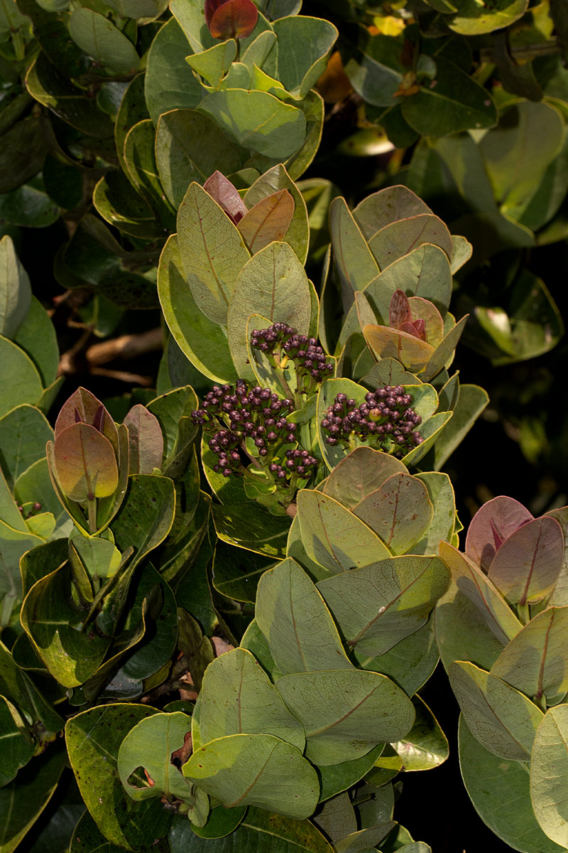 Syzygium cordatum