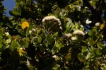 Syzygium cordatum