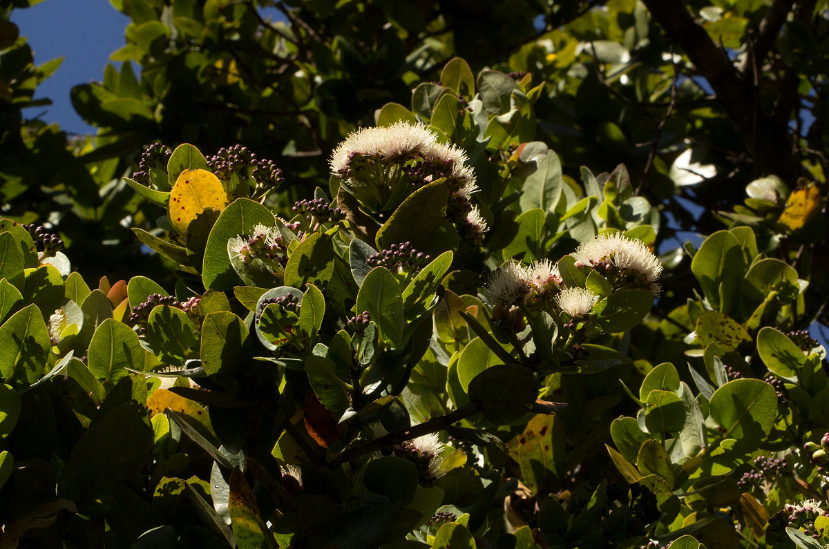 Syzygium cordatum Syzygium cordatum