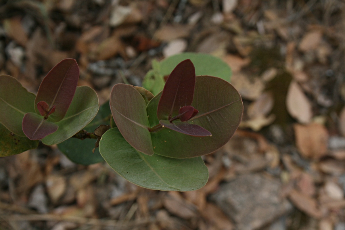 Syzygium cordatum Syzygium cordatum
