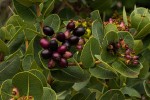 Syzygium cordatum