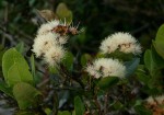 Syzygium cordatum