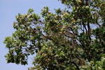 Syzygium cordatum