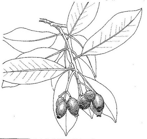 Syzygium guineense subsp. guineense Syzygium guineense subsp. guineense