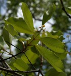 Syzygium guineense subsp. guineense