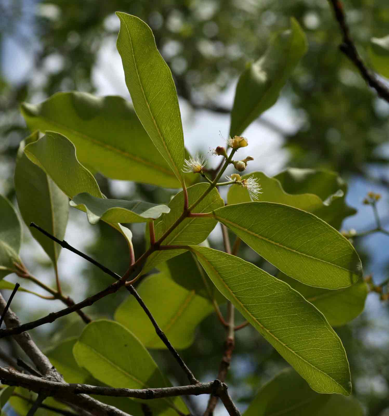 Syzygium guineense subsp. guineense