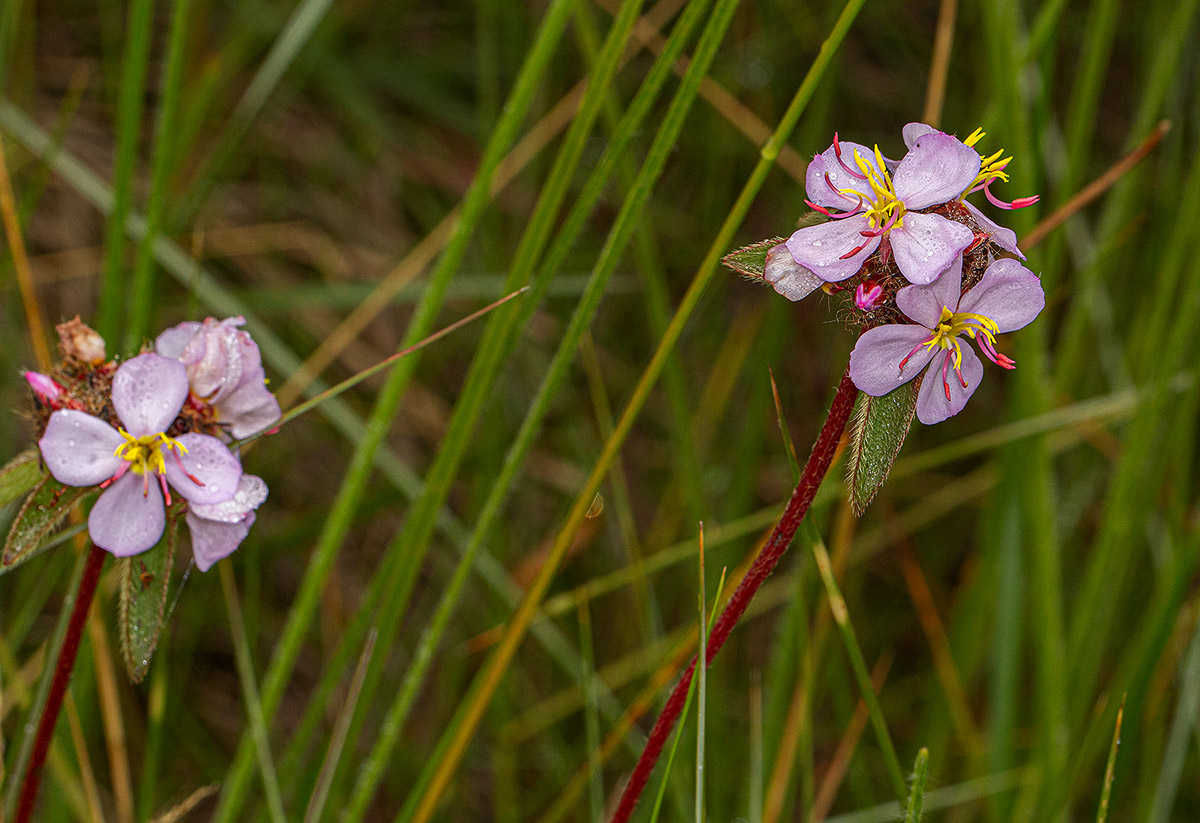 Antherotoma naudinii Antherotoma naudinii