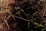 Antherotoma senegambiensis