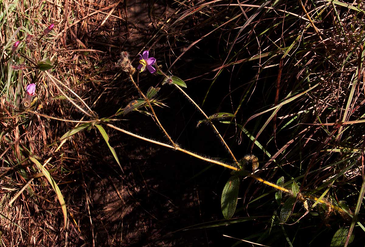 Antherotoma senegambiensis Antherotoma senegambiensis