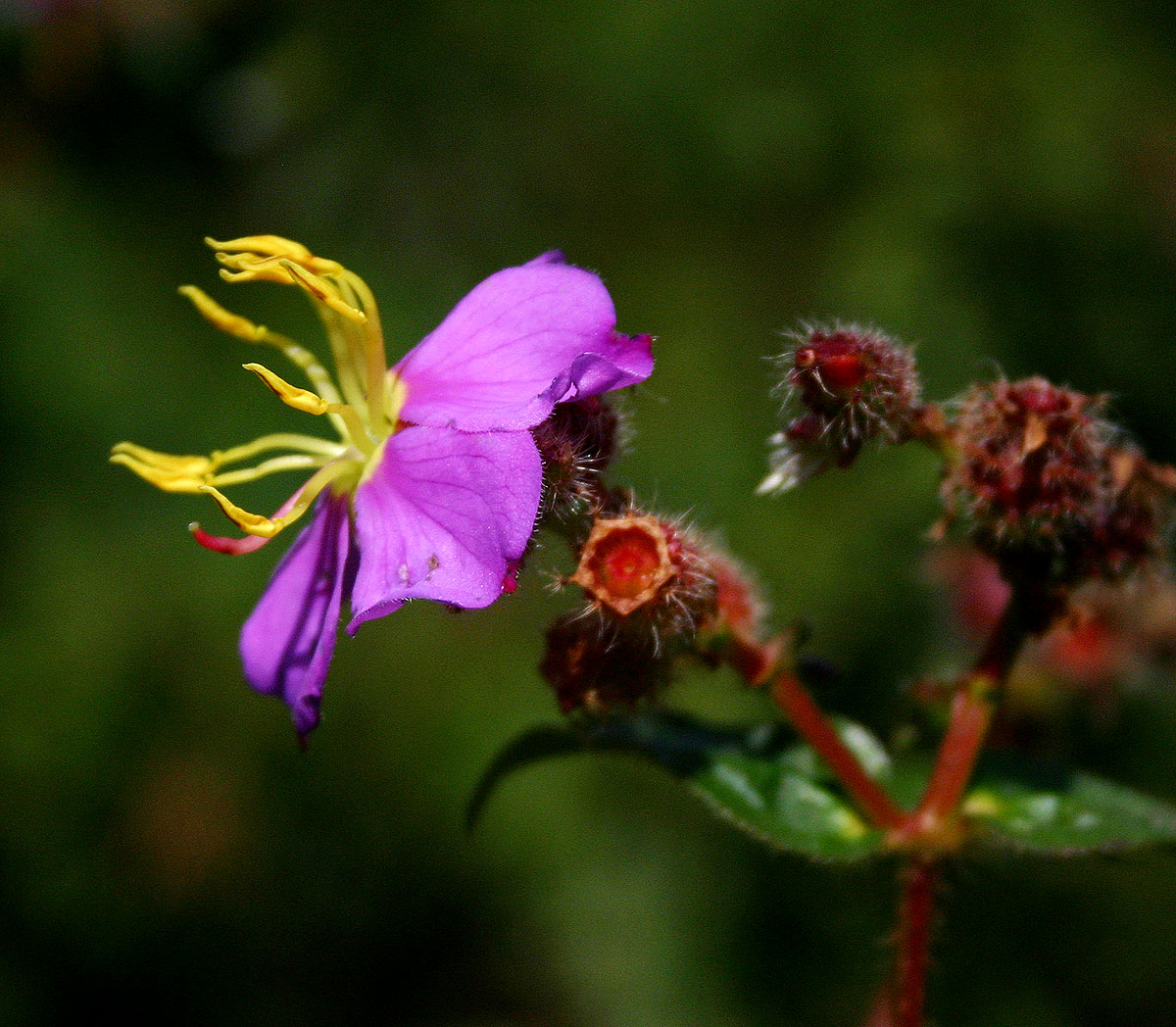 Antherotoma senegambiensis Antherotoma senegambiensis