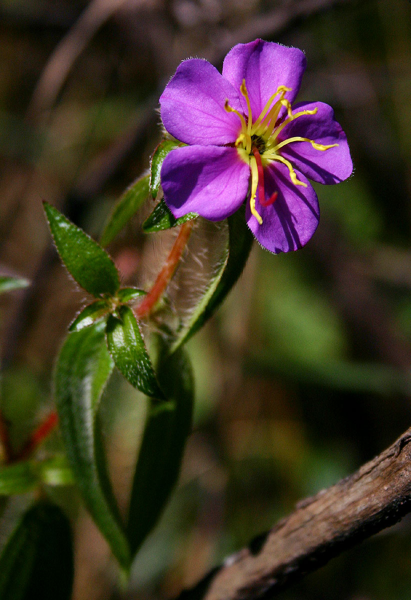 Antherotoma senegambiensis Antherotoma senegambiensis