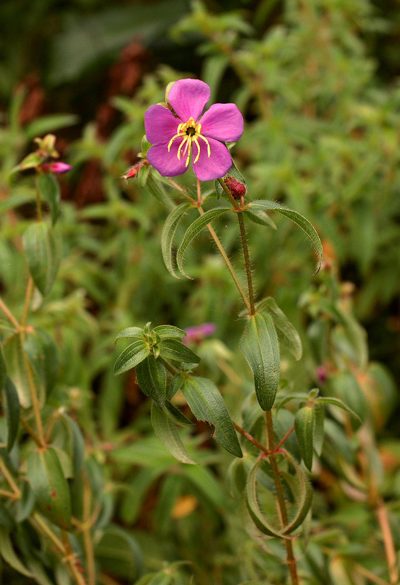 Antherotoma senegambiensis Antherotoma senegambiensis