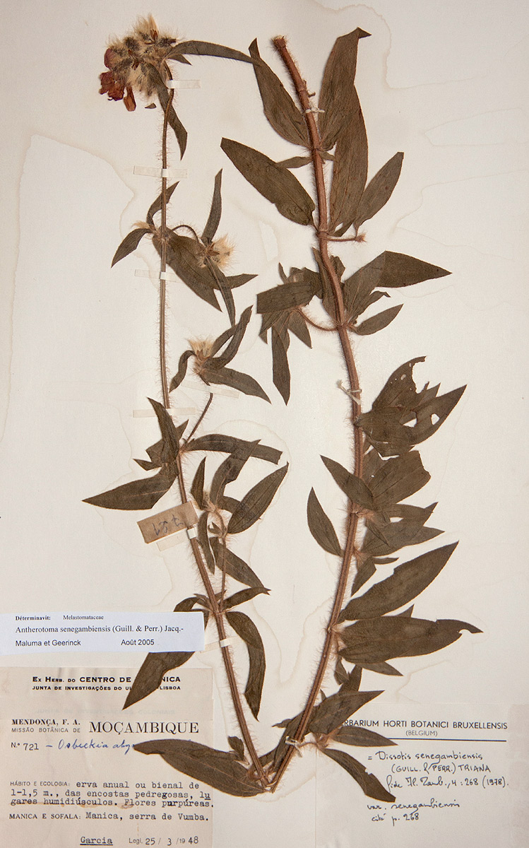 Antherotoma senegambiensis Antherotoma senegambiensis