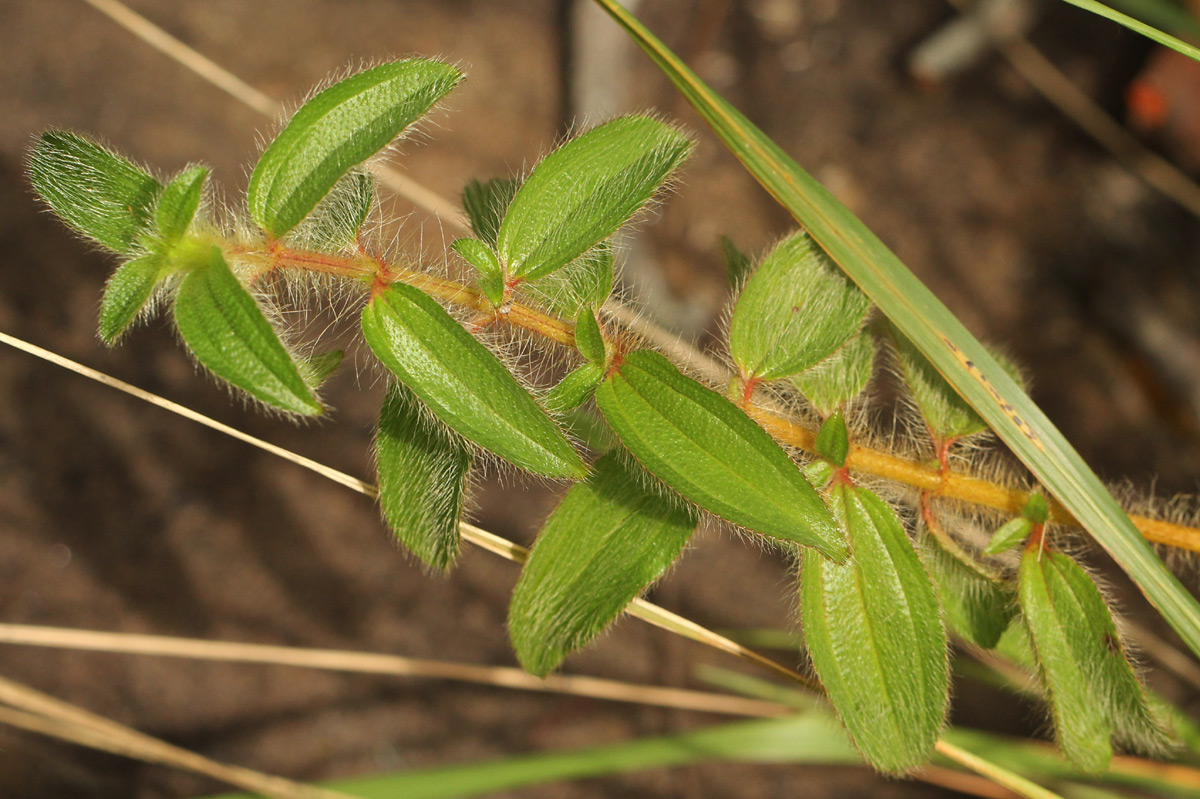 Antherotoma senegambiensis Antherotoma senegambiensis