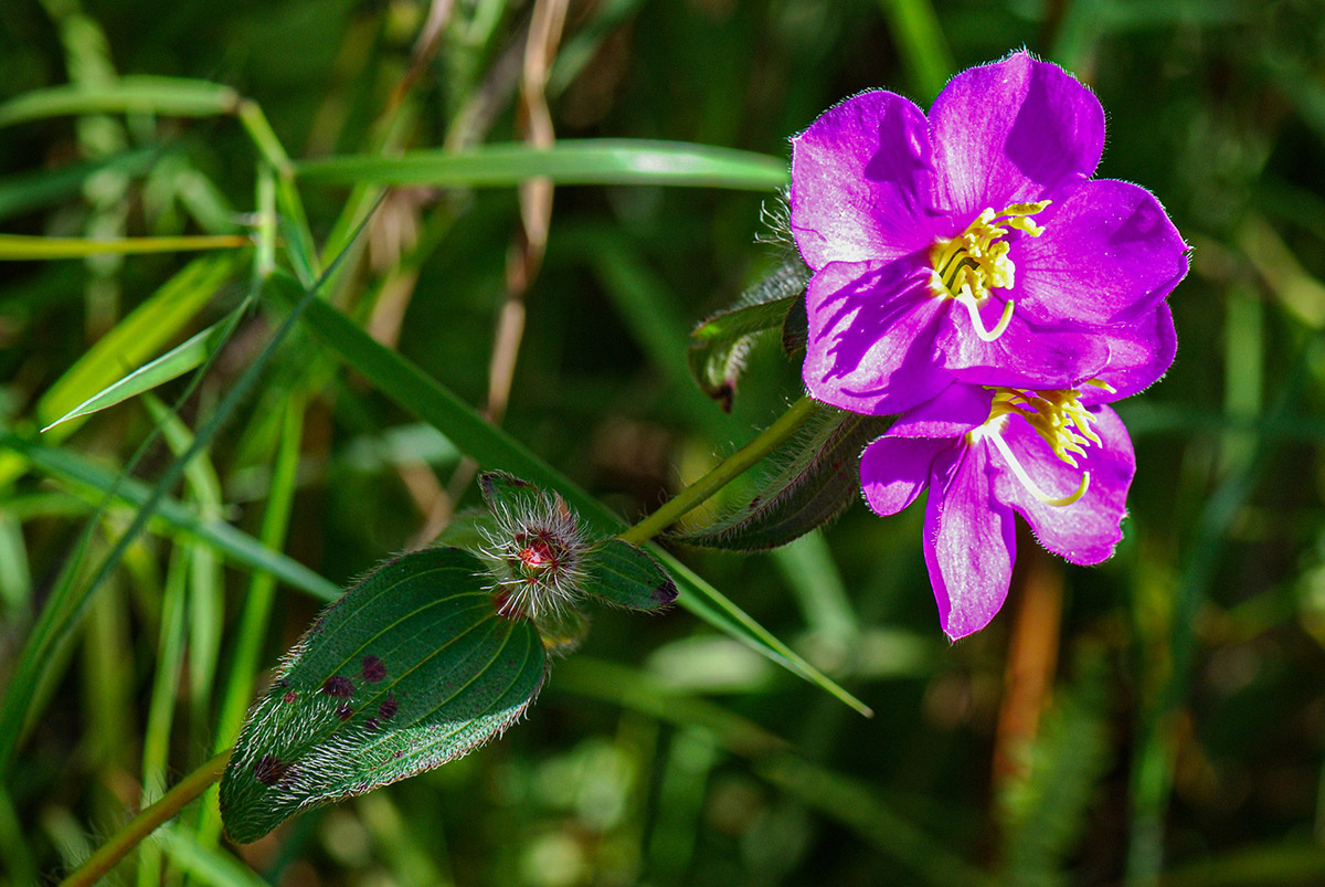 Antherotoma senegambiensis Antherotoma senegambiensis