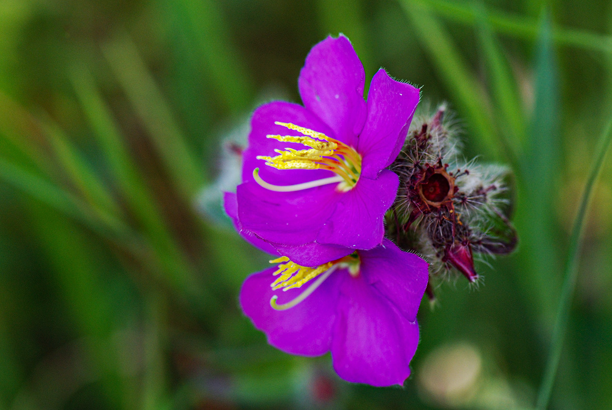 Antherotoma senegambiensis Antherotoma senegambiensis