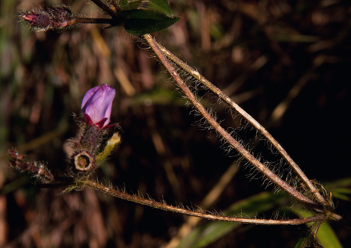 Antherotoma senegambiensis Antherotoma senegambiensis