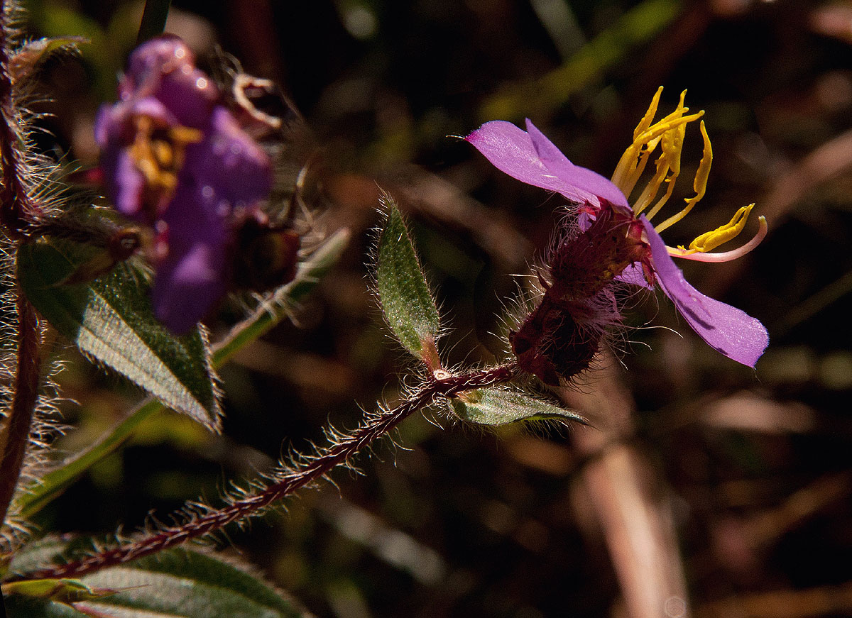 Antherotoma senegambiensis Antherotoma senegambiensis
