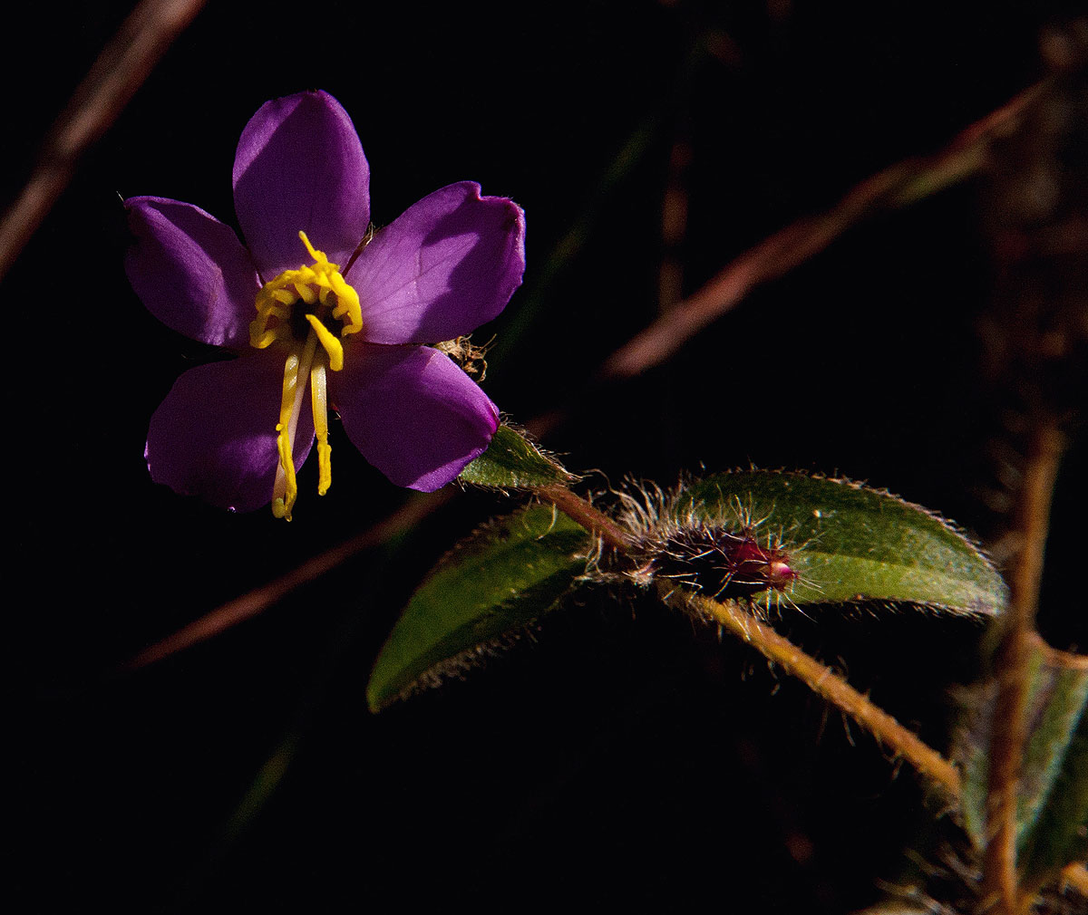 Antherotoma senegambiensis Antherotoma senegambiensis
