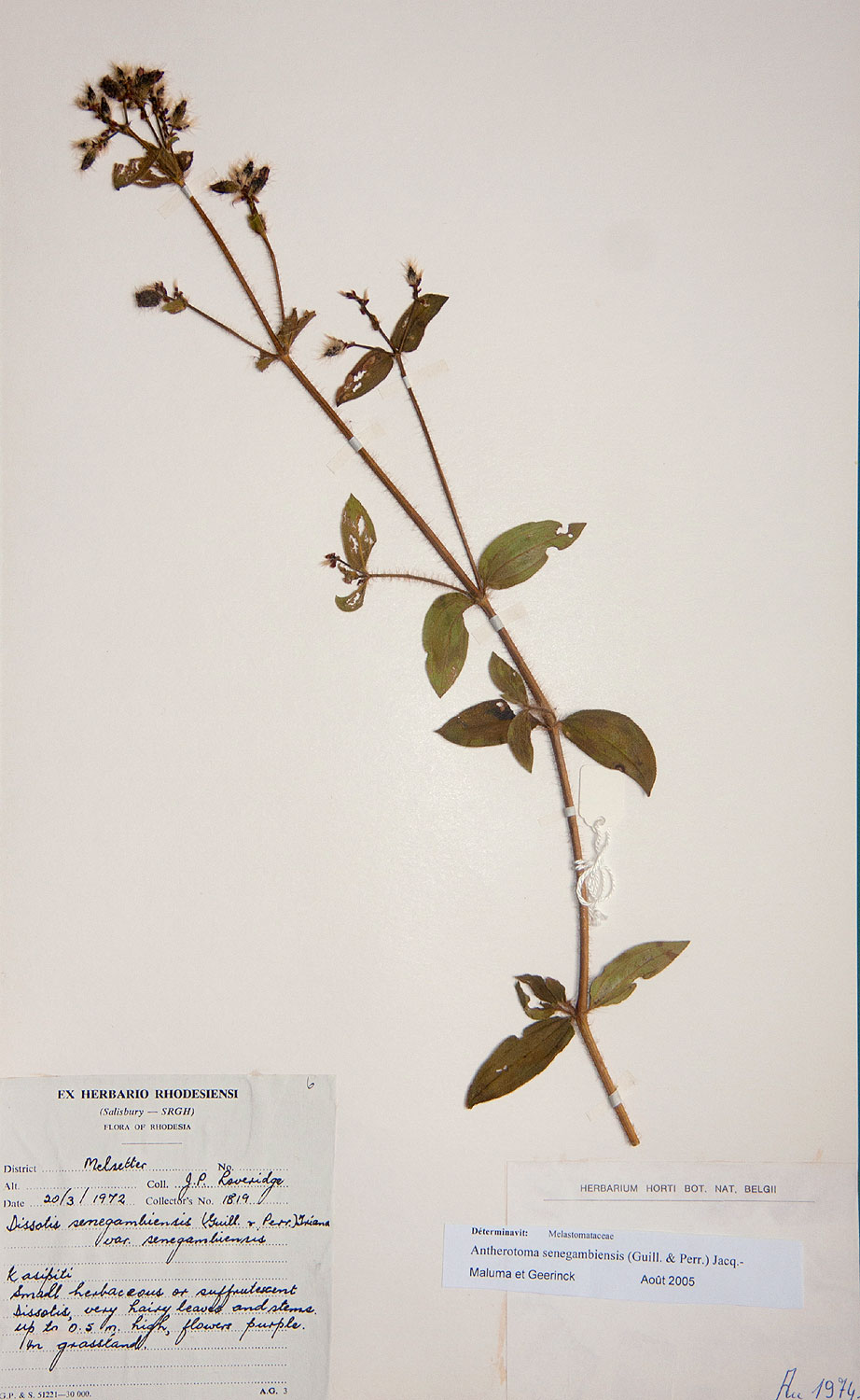 Antherotoma senegambiensis Antherotoma senegambiensis