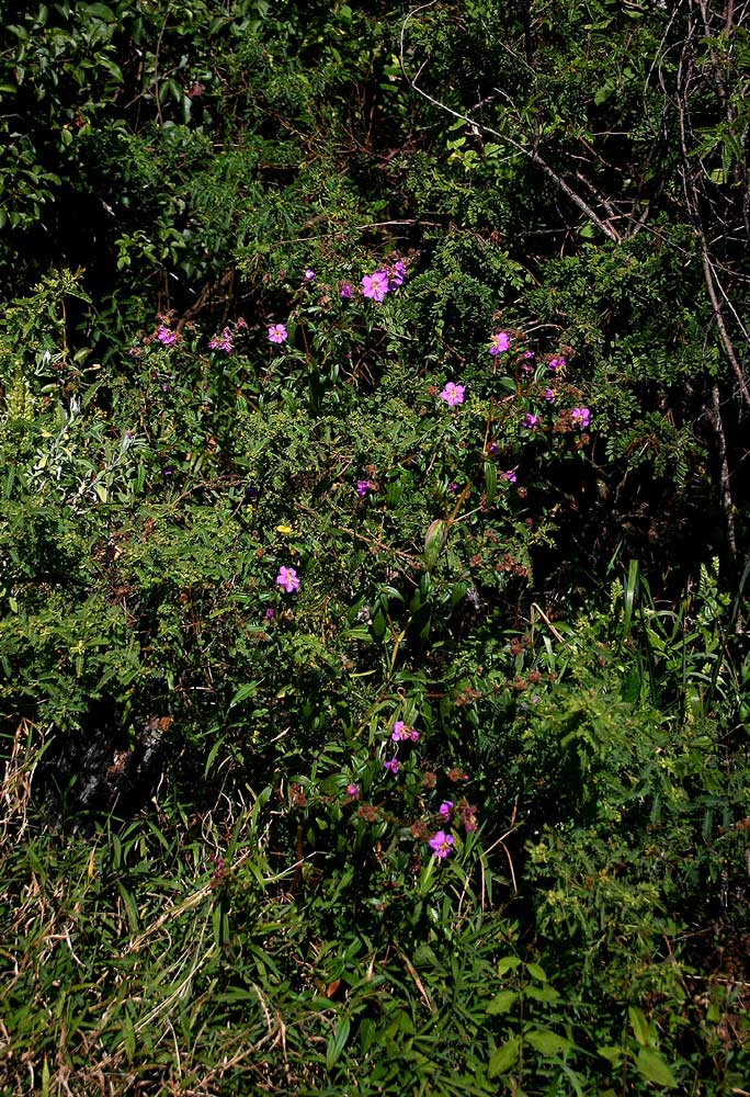 Antherotoma senegambiensis Antherotoma senegambiensis