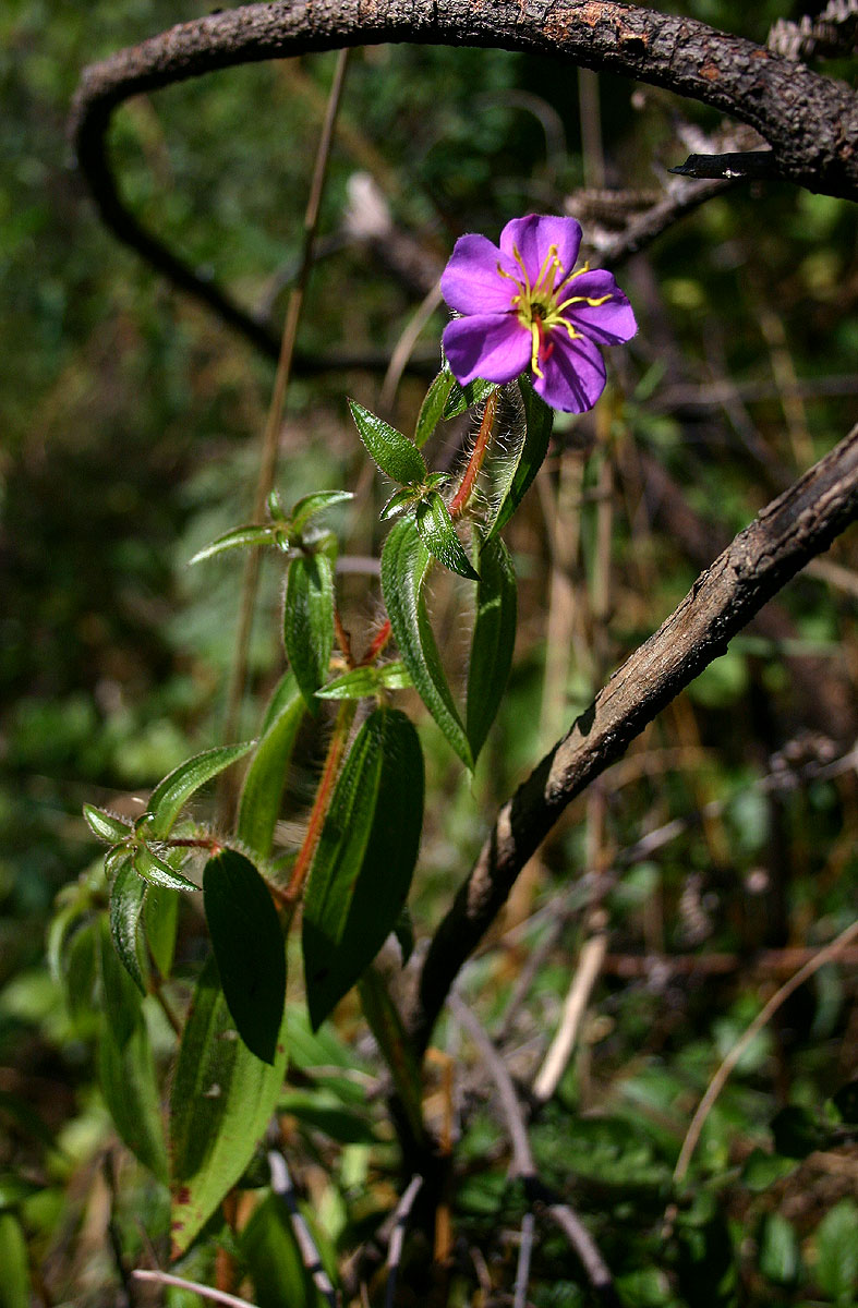 Antherotoma senegambiensis Antherotoma senegambiensis
