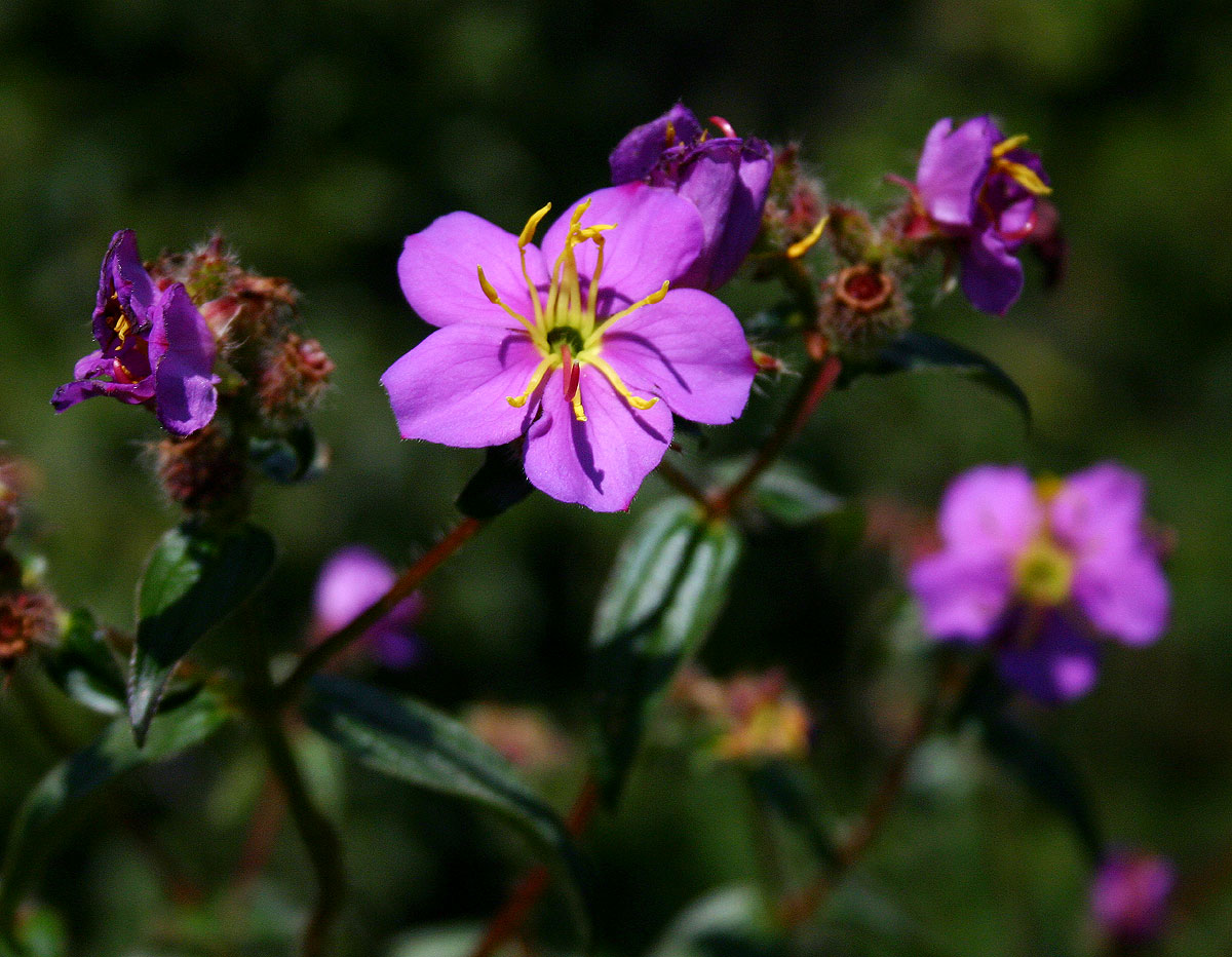 Antherotoma senegambiensis Antherotoma senegambiensis