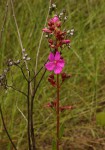 Heterotis canescens