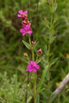 Heterotis canescens
