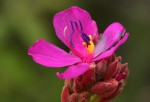 Heterotis canescens