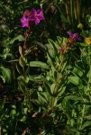 Heterotis canescens