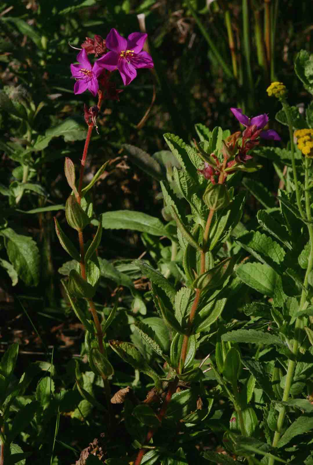 Heterotis canescens Heterotis canescens