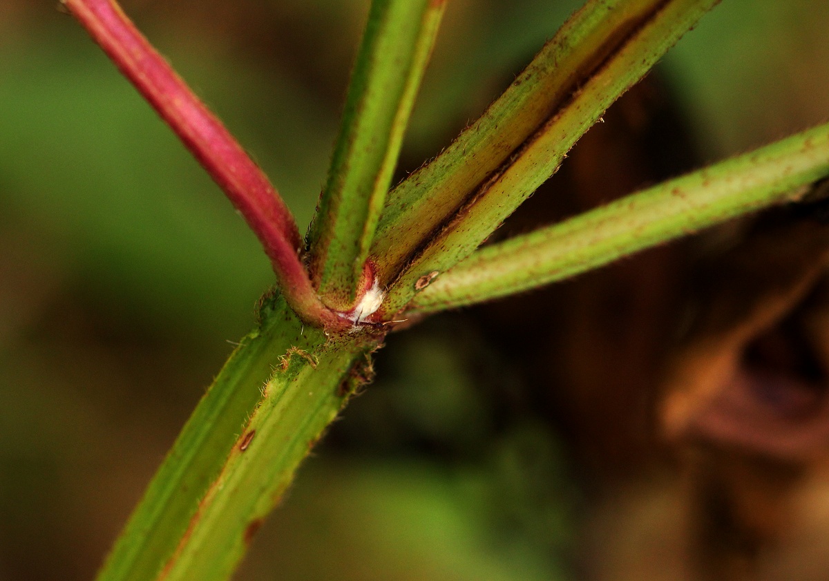 Tristemma mauritianum var. mauritianum Tristemma mauritianum var. mauritianum