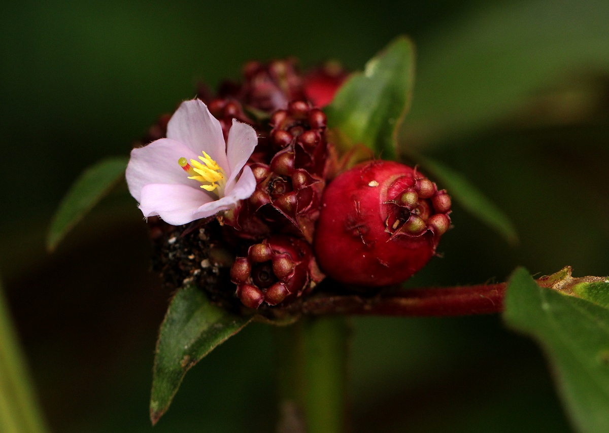 Tristemma mauritianum var. mauritianum Tristemma mauritianum var. mauritianum