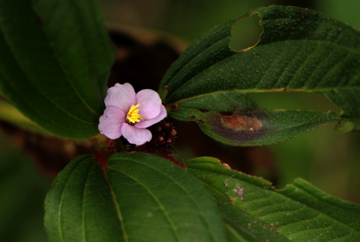Tristemma mauritianum var. mauritianum