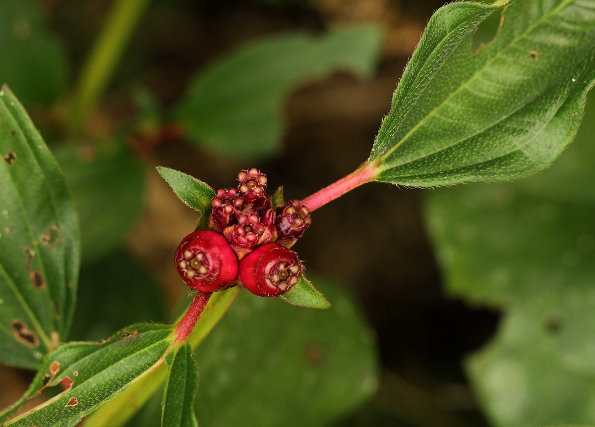 Tristemma mauritianum var. mauritianum Tristemma mauritianum var. mauritianum