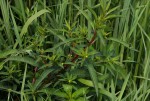 Ludwigia abyssinica