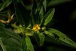 Ludwigia abyssinica