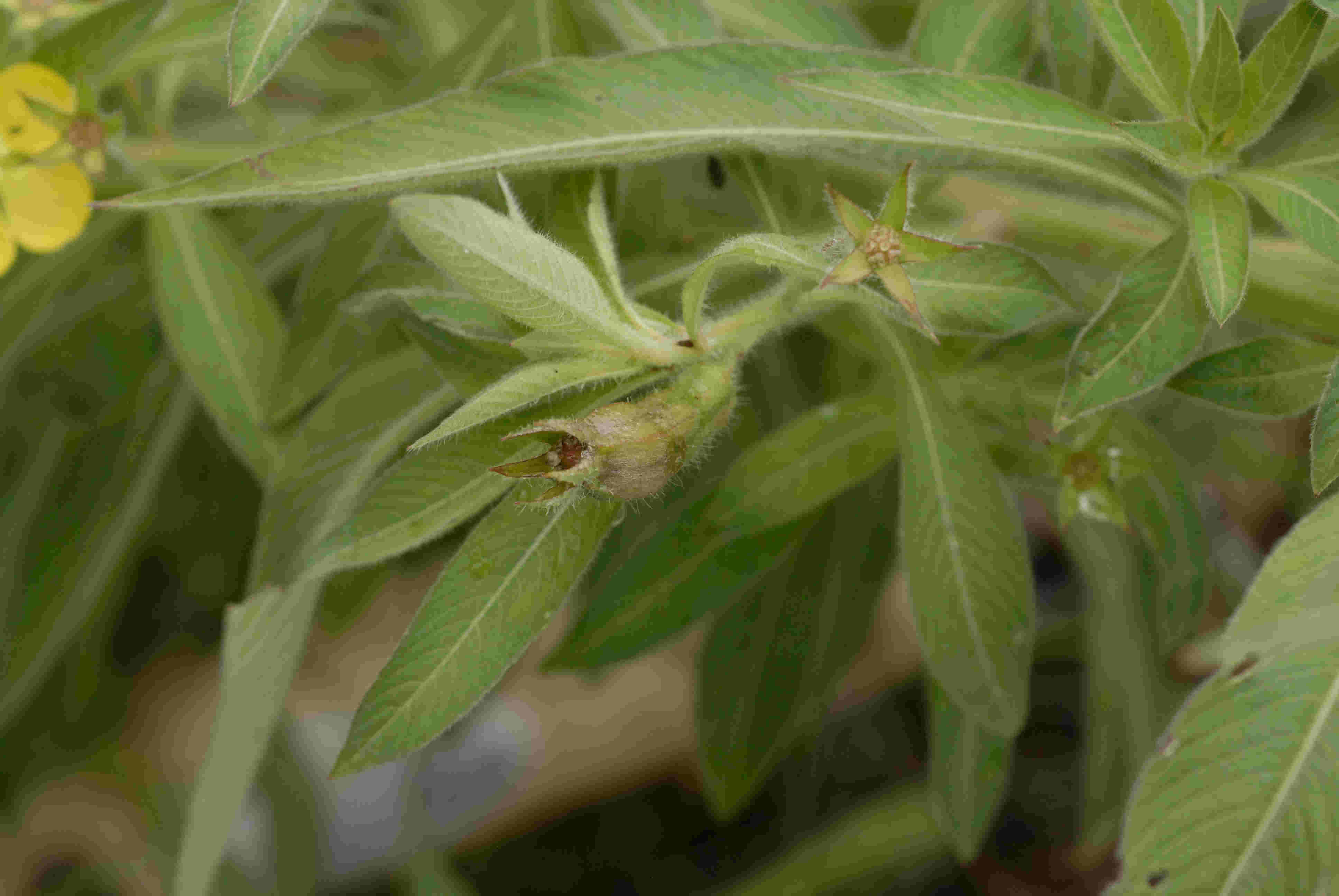 Ludwigia leptocarpa Ludwigia leptocarpa