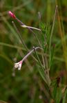 Epilobium salignum