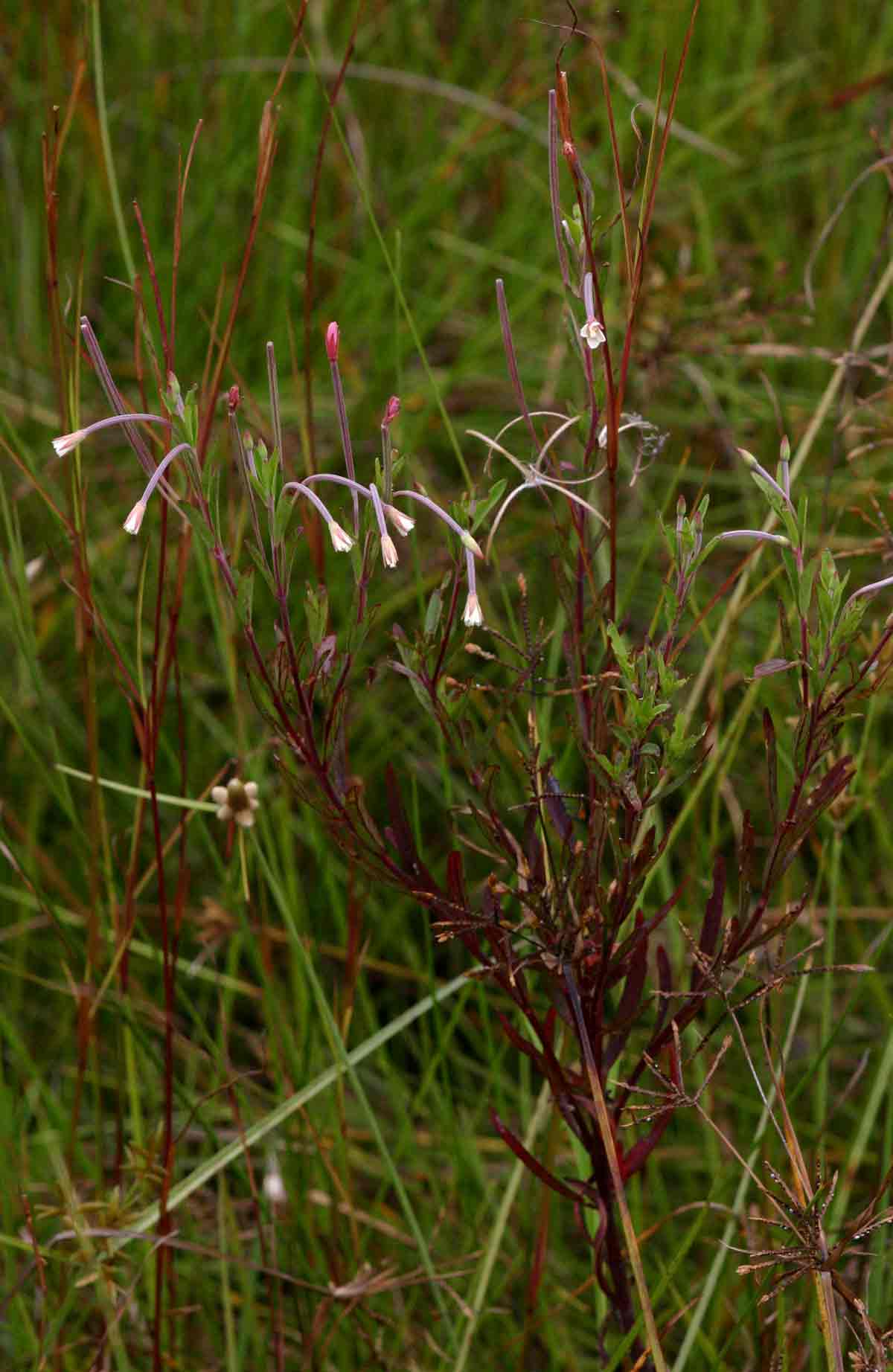 Epilobium salignum