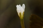 Trapa natans var. bispinosa