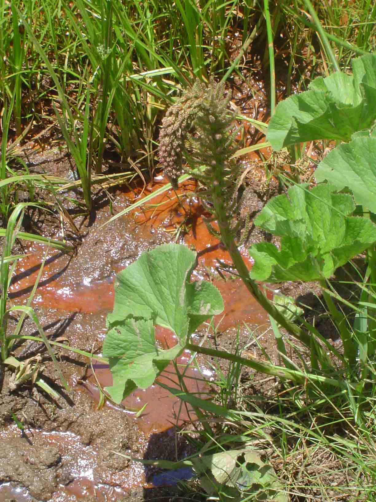 Gunnera perpensa Gunnera perpensa