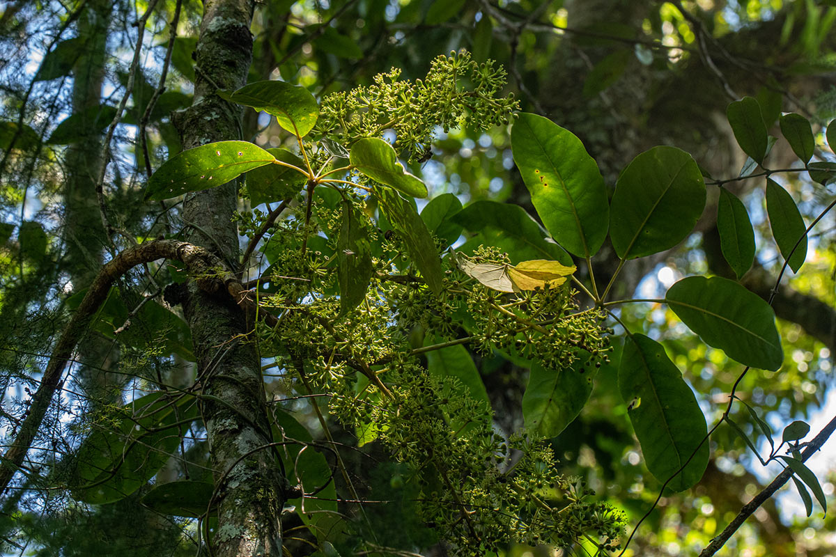 Astropanax goetzenii