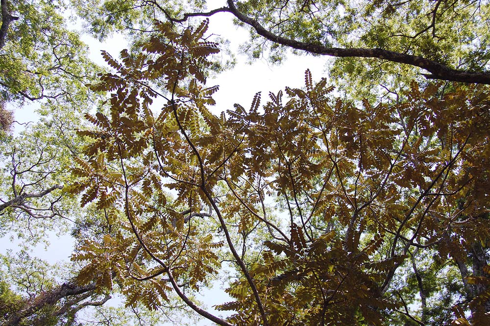 Polyscias fulva Polyscias fulva