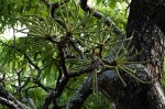 Cussonia arborea