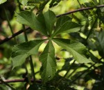 Cussonia arborea